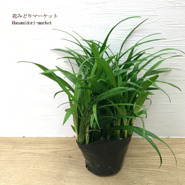 楽天市場 キチジョウソウ 吉祥草 緑葉 3号ポット苗グランドカバー カラーリーフ 宿根草 日陰 多年草 グラス 花みどりマーケット 楽天市場店