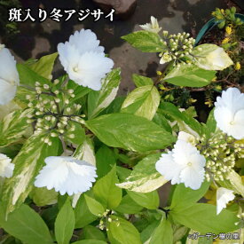 楽天市場 あじさい 苗の通販