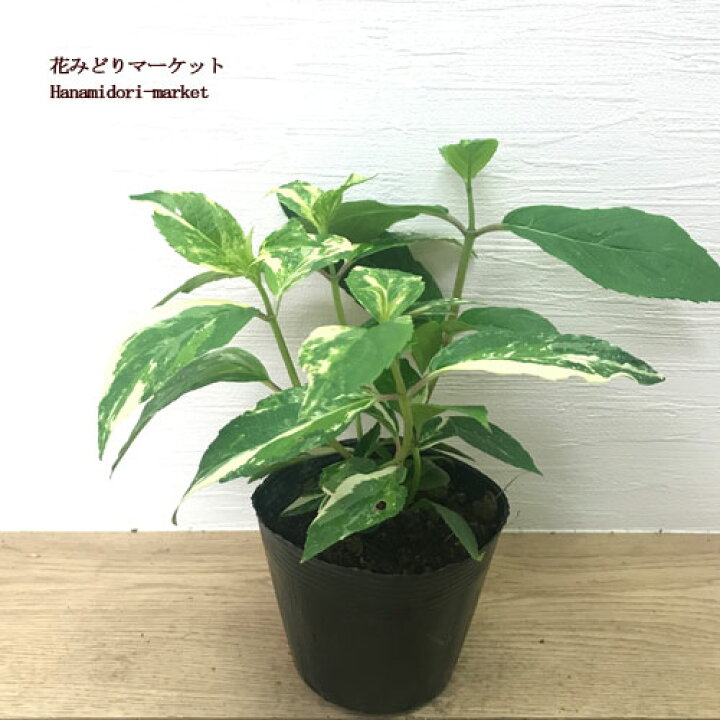 楽天市場 斑入り 冬咲きアジサイ 冬アジサイ斑入り 常緑あじさい 3 5号ポット苗庭木 カラーリーフ アジサイ 鉢花 花みどりマーケット 楽天市場店