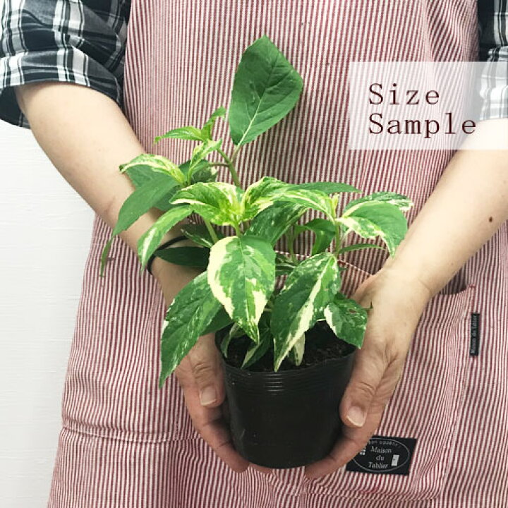 楽天市場 斑入り冬咲きアジサイ 常緑あじさい 3 5号ポット苗庭木 カラーリーフ アジサイ 鉢花 花みどりマーケット 楽天市場店