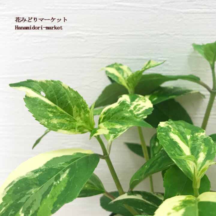 楽天市場 斑入り冬咲きアジサイ 常緑あじさい 3 5号ポット苗庭木 カラーリーフ アジサイ 鉢花 花みどりマーケット 楽天市場店