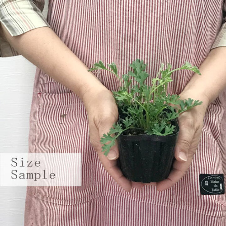 楽天市場 白花除虫菊 タナセタム シネラリフォリウム 3 5号ポット苗虫除けハーブ 多年草 宿根草 香り ハーブ苗 花苗 花みどりマーケット 楽天市場店 楽天市場 白花除虫菊 タナセタム シネラリフォリウム 3 5号ポット苗虫除けハーブ 多年草 宿根草 香り ハーブ苗 花苗 花みどりマーケット 楽天市場店