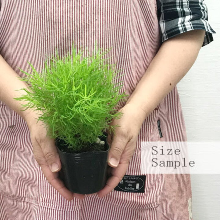 楽天市場 2個セット ほうき草 コキア 3 5号ポット苗 2ポットセット ホウキグサ 紅葉 トンブリ 花みどりマーケット 楽天市場店
