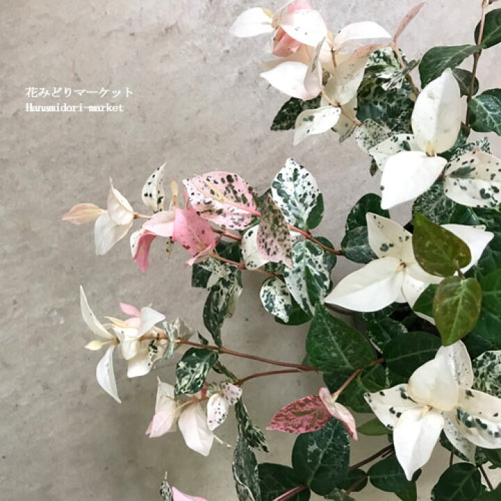 楽天市場 ハツユキカズラ 3号ポット苗カラーリーフ 寄せ植え グランドカバー 寄せ植え 鉢花 花苗 多年草 宿根草 初雪かずら 初雪カズラ 花みどりマーケット 楽天市場店