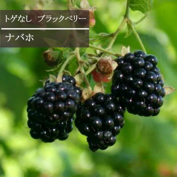楽天市場】トゲなし ブラックベリー ナバホ 3号ポット苗 キイチゴ 