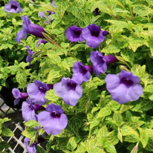 yPi / 3ZbgzgjA RJ[ u[CpX 3|bg@K[fjO 񂹐A