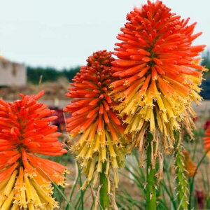 NjtHtBAigg}j |R fCu[N 3.5O|bgcԕc Ԃ̕c  ϊ J[[t Ϗ hCK[f