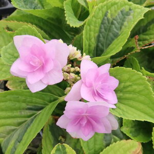 AWTCP蕢֔iWEKTL@tNnj4.5O|bgcyt؁z