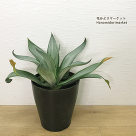 楽天市場】 □ 多肉植物・エアープランツ > 多肉植物 > アガベ : 花
