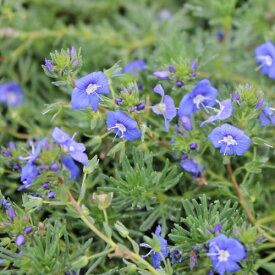 【単品 / 3個セット】ベロニカ アルメナ 3号ポット苗グランドカバー カラーリーフ ブルーガーデン イングリッシュガーデン 花苗 多年草 宿根草 ブルー 青