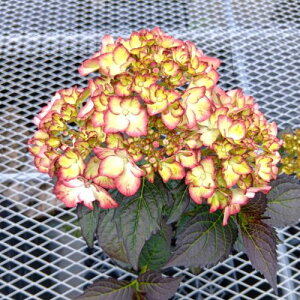 yPi / 3ZbgzAWTCnChWA Cg}Ct@C[3|bgcyt؁zJ[[t