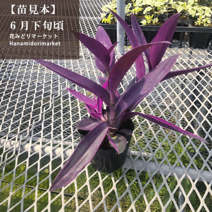 楽天市場】【単品 / 3個セット】セトクレアセアピンクストライプ3号
