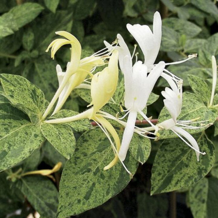 楽天市場】【単品 / 3個セット】ロニセラ ミントクリスプ 3号ポット苗 