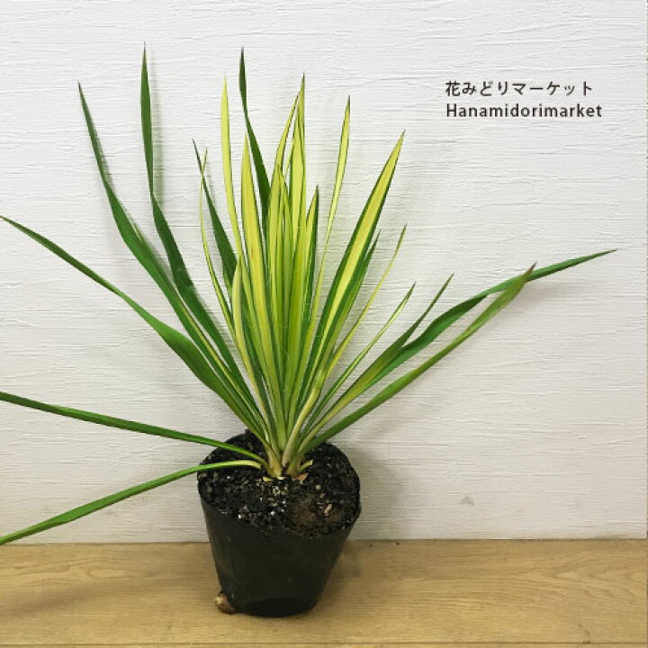 楽天市場】ユッカ フィラメントーサ ゴールデンソード 5号ポット苗観葉 