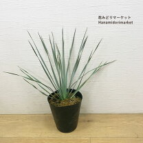 楽天市場】ドライガーデン（種類（植物）ユッカ）の通販
