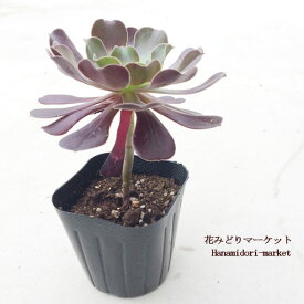 楽天市場 アエオニウム 苗物 ガーデニング 農業 花 ガーデン Diyの通販