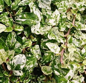 アイビー ガーデニング 苗の人気商品 通販 価格比較 価格 Com