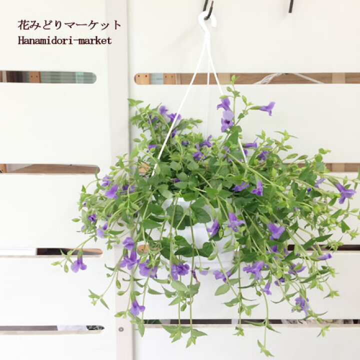 楽天市場 ６号大株 トレニア 夏すみれ カタリーナ ブルーリバー６号ポット 花みどりマーケット 楽天市場店