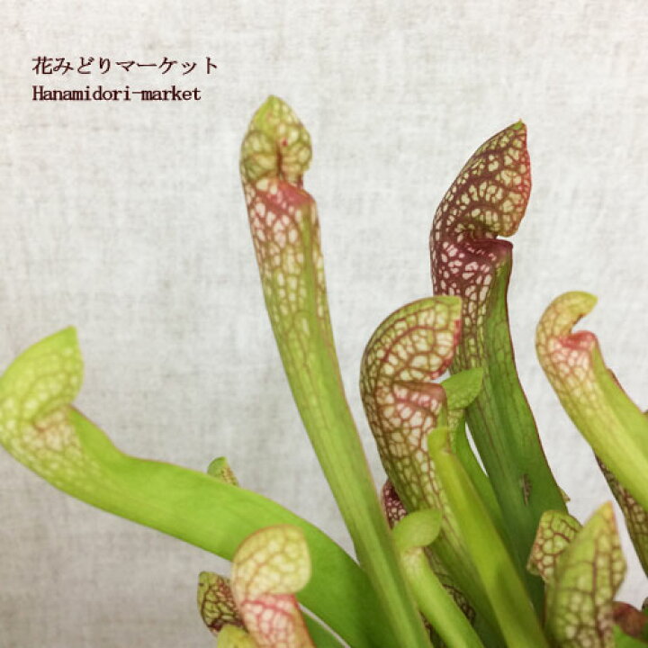 楽天市場 食虫植物 サラセニア スカーレットベル 4号ポット苗花苗 苗 観葉植物 寒さに強い 暑さに強い 屋外 アウトドア 花みどりマーケット 楽天市場店