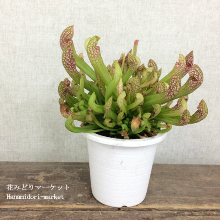 楽天市場 食虫植物 サラセニア スカーレットベル 4号ポット苗花苗 苗 観葉植物 寒さに強い 暑さに強い 屋外 アウトドア 花みどりマーケット 楽天市場店