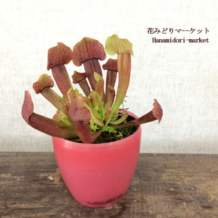 楽天市場 食虫植物 サラセニア マルーン 3 5号カラーポット苗 花みどりマーケット 楽天市場店