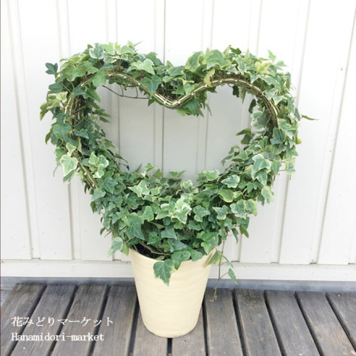 楽天市場 送料無料 ヘデラ アイビー ハート型リース仕立て 6号プラ鉢観葉植物 インテリアグリーン 同梱は出来ません 花みどりマーケット 楽天市場店