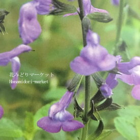 楽天市場 宿根草 種類 植物 サルビア 苗物 ガーデニング 農業 花 ガーデン Diyの通販