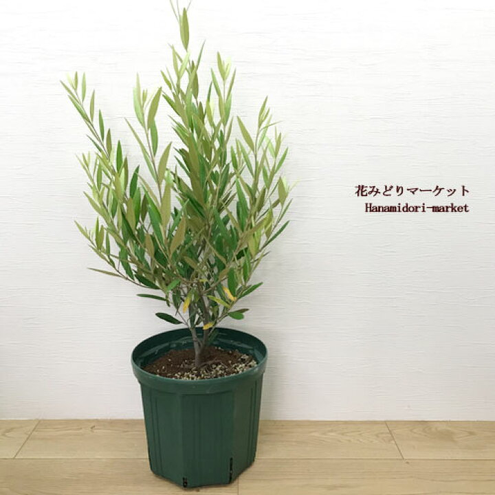 楽天市場 オリーブ ひなかぜ ヒナカゼ 8号ポット苗 同梱不可 花木 シンボルツリー 庭木 カラーリーフ おしゃれ インテリアグリーン 観葉植物 花苗 花みどりマーケット 楽天市場店