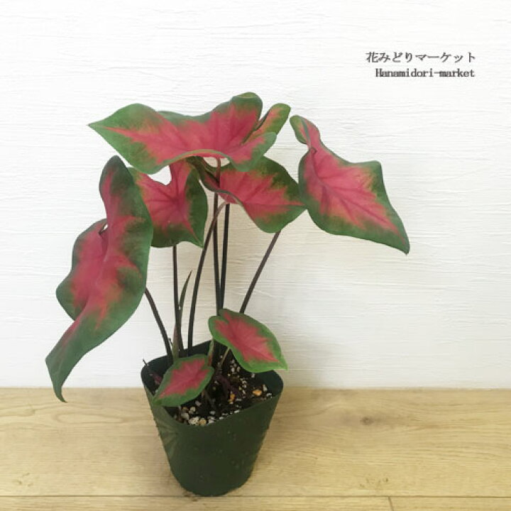 楽天市場 カラジューム カラジウム レッド系 3 5号ポット苗赤 カラーリーフ トロピカル シェードガーデン 花苗 鉢花 夏 ガーデンカラジューム 観葉植物 花みどりマーケット 楽天市場店