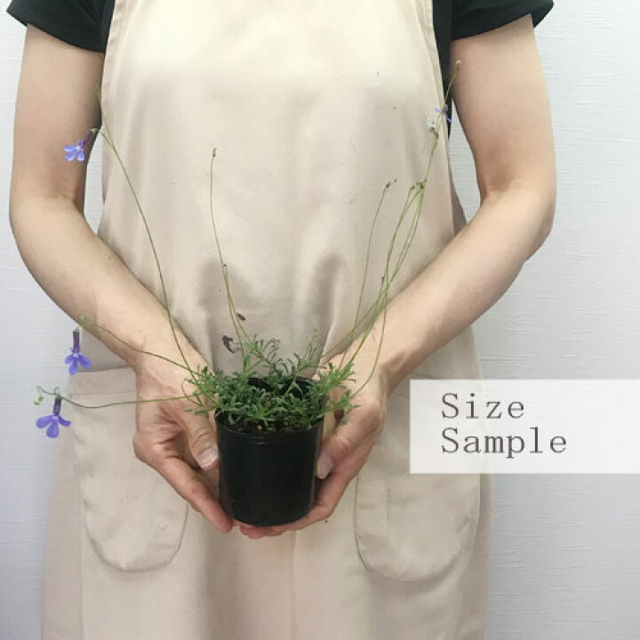 楽天市場 宿根ロベリア プリンセスブルー 3号ポット苗宿根草 イングリッシュガーデン ブルーガーデン 花みどりマーケット 楽天市場店 楽天市場 宿根ロベリア プリンセスブルー 3号ポット苗宿根草 イングリッシュガーデン ブルーガーデン 花みどりマーケット 楽天市場店