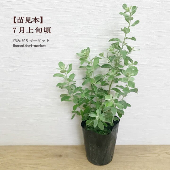 楽天市場 レウコフィルム フルテッセンス 3 5号ポット苗 花苗 テキサスセージ 常緑 小低木 シュラブ 耐寒 耐暑 ピンク 紫 カラーリーフ 花みどりマーケット 楽天市場店