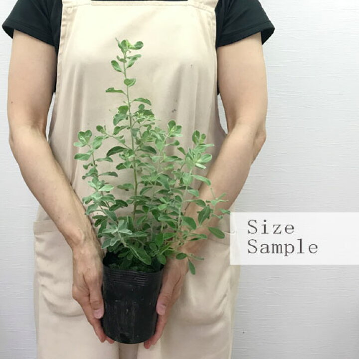 楽天市場 レウコフィルム フルテッセンス 3 5号ポット苗 花苗 テキサスセージ 常緑 小低木 シュラブ 耐寒 耐暑 ピンク 紫 カラーリーフ 花みどりマーケット 楽天市場店