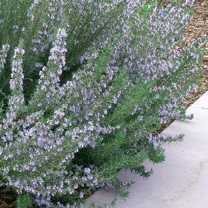 yPi / 3Zbgz[Y}[  A[v 3|bgcCObVK[f  h n[u u[ p[v ϊ Ϗ n[uc N Ԗ