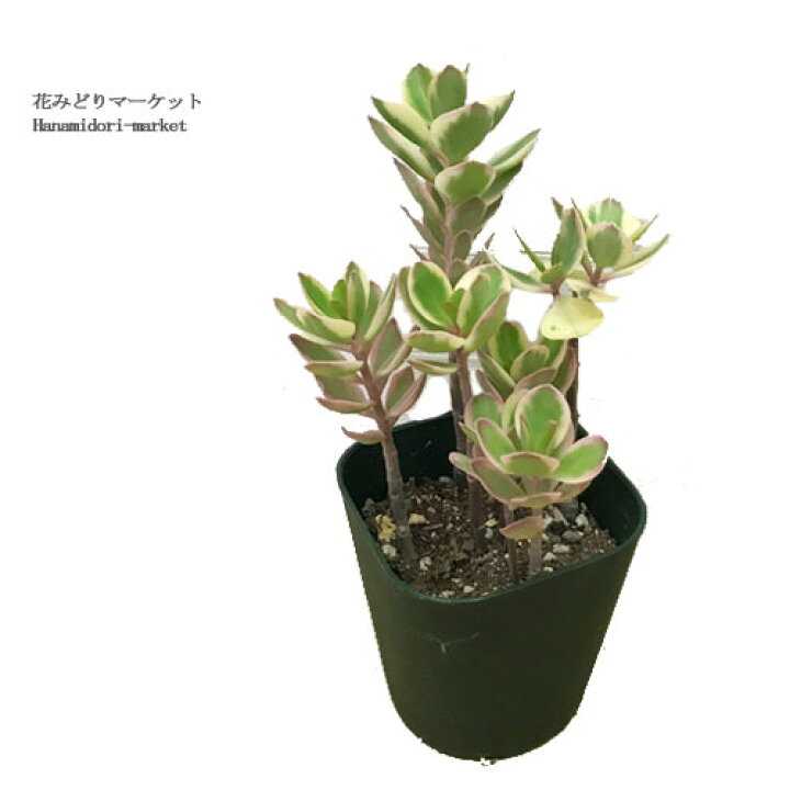 楽天市場】カランコエ ファリナセア錦 3号ポット苗観葉植物 多肉植物 