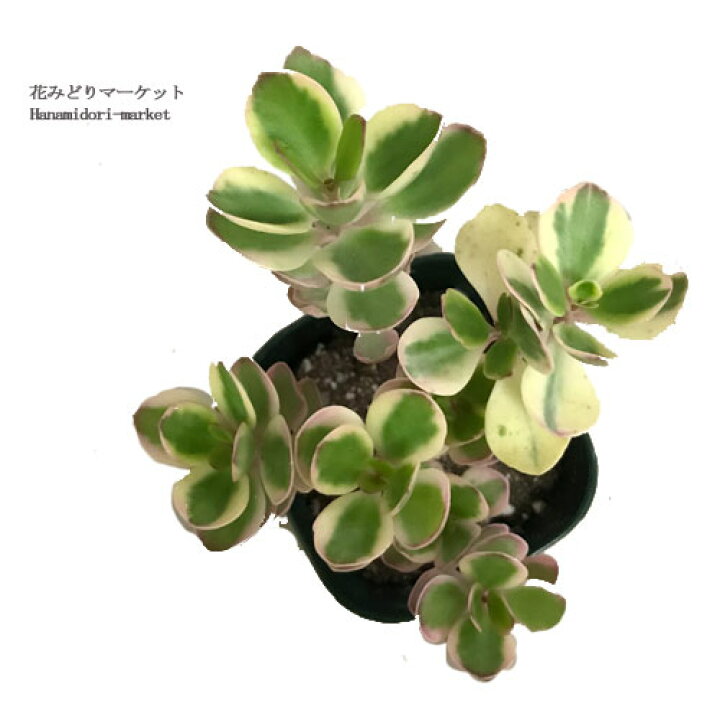 楽天市場】カランコエ ファリナセア錦 3号ポット苗観葉植物 多肉植物 