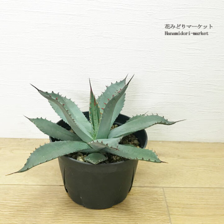 楽天市場】アガベ パリーホーチエンシス（フワチューケンシス） 5号 