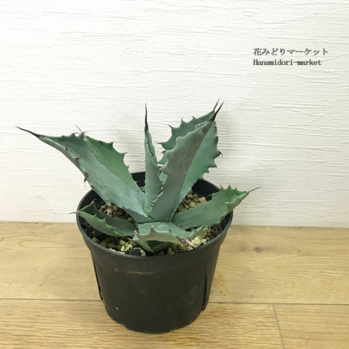 楽天市場】アガベ パリードゥランジェンシス（ドゥランゲンシス） 5号 