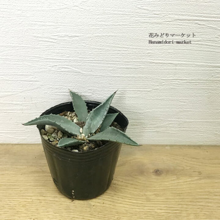 楽天市場】アガベ モンタナ 3号ポット実生苗多肉植物 ドライガーデン 