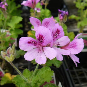 n[u[jE WW[[jE 3`3.5|bgcZebh[j[  N n[uc ԕc