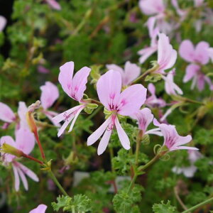 n[u[jE [jE 3|bgc Zebh[j[  h ԕc N