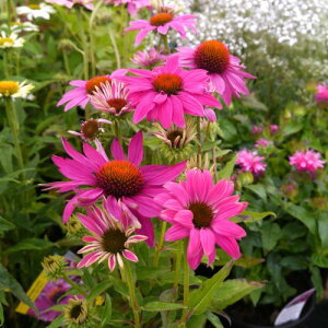 yPi / 3ZbgzGLiZA pEE Chx[3|bgcCObVK[f sN h