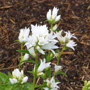 �y�P�i / 3�Z�b�g�z�J���p�j���� �O�������[�^�A���o �i���ԁj3���|�b�g�c�i���ǂ��炫 �J���p�j�����j�h���� �C���O���b�V���K�[�f���z�y�K�[�f�j���O�z�y���N���z�y�ϊ����z