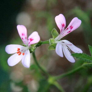 n[u[jE pC[jE 3|bgc Zebh[j[ h  ԕc n[uc N