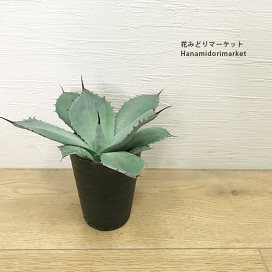 【大型】【現品】【特価】極耐寒性　アガベ　 匿名配送 大型】【現品】【特価】極耐寒性 アガベ 匿名配送の通販はau PAY