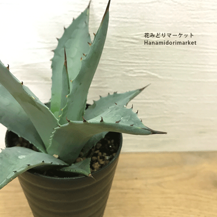 楽天市場】アガベ パラサナ 3～3.5号ポットドライガーデン インテリア