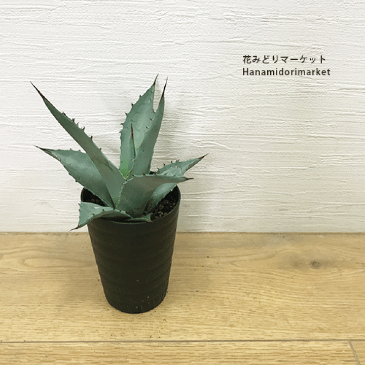 楽天市場】アガベ パラサナ 3～3.5号ポットドライガーデン インテリア