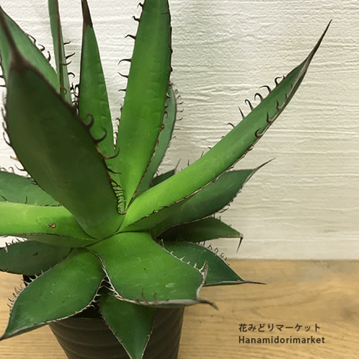 楽天市場】アガベ ホリダ 【3.5号】多肉植物 ドライガーデン 大型 耐寒