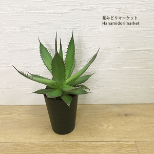 アガベ ホリダ 【3.5号】多肉植物 ドライガーデン 大型 耐寒性 インテリアグリーン