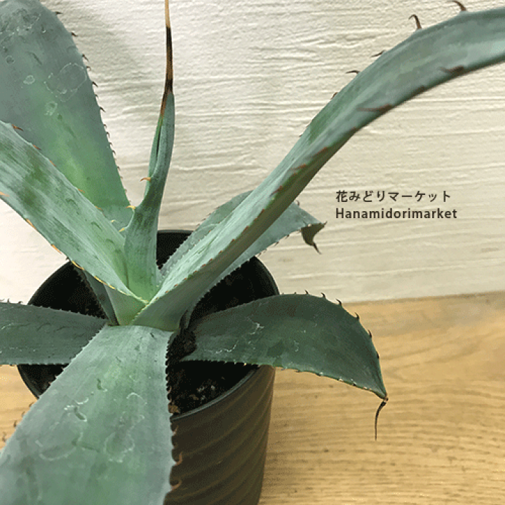 アガベ コロラータ錦 淡覆輪　ドライガーデン 多肉植物：アガベ コロラータ錦 (うっすら覆輪)*幅14cm 現品！一品