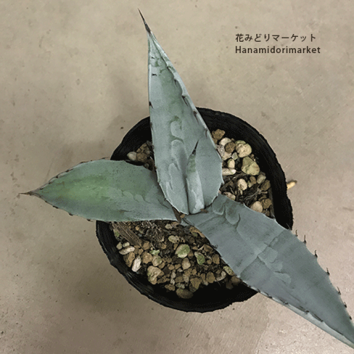 多肉植物 アガベ アメリカーナ 大型 多肉植物 アガベ アメリカーナ錦